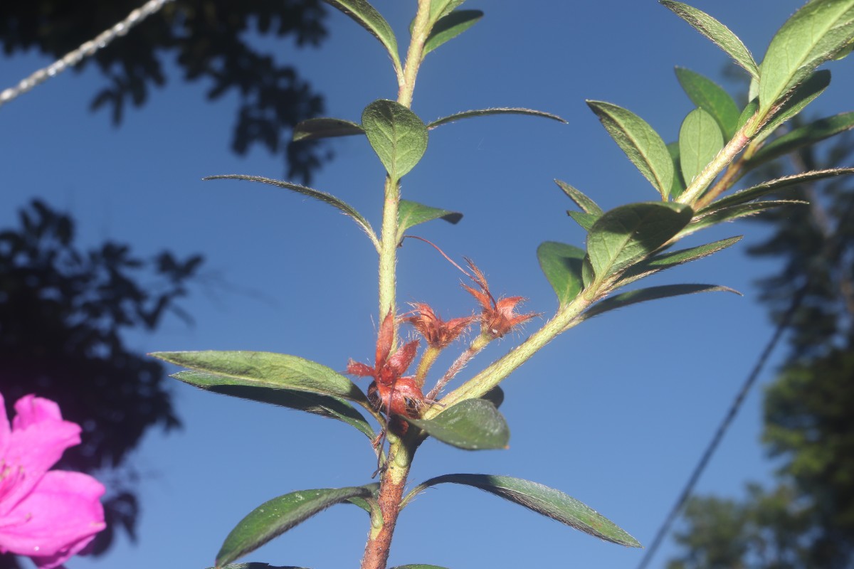 Rhododendron japonicum (A.Gray) Suringar